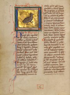 A Hoopoe; Bestiary, about 1270. Creator: Unknown