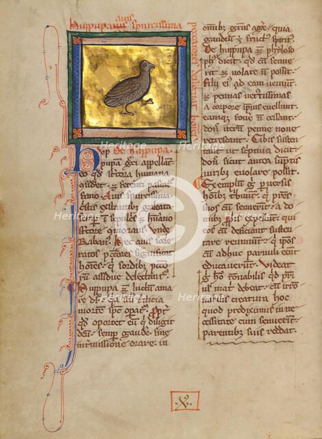 A Hoopoe; Bestiary, about 1270. Creator: Unknown.