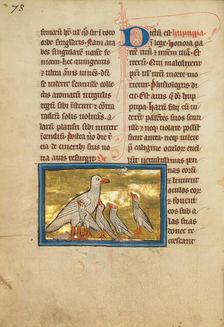 A Hoopoe; De Natura Avium; De Pastoribus et Ovibus, 1277 or after. Creator: Unknown