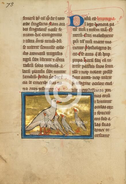 A Hoopoe; De Natura Avium; De Pastoribus et Ovibus, 1277 or after. Creator: Unknown.