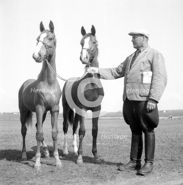 A horse breeder, Sweden, 1954. Artist: Unknown