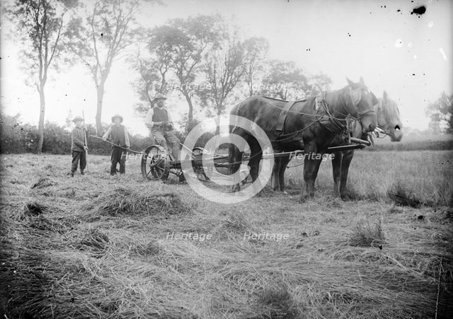 A horse drawn cross-cut mower in action near Hellidon, Northamptonshire, c1873-c1923. Artist: Alfred Newton & Sons
