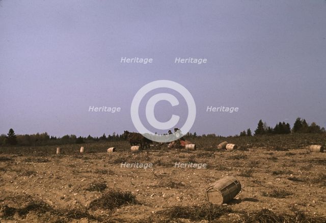 A horse-drawn digger in operation on a (potato) farm run by...Caribou, Aroostook county, Maine, 1940 Creator: Jack Delano.