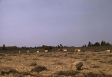 A horse-drawn digger in operation on a (potato) farm run by...Caribou, Aroostook county, Maine, 1940 Creator: Jack Delano