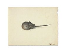 A Horseshoe Crab, n.d. Creator: Pieter Holsteyn the Younger