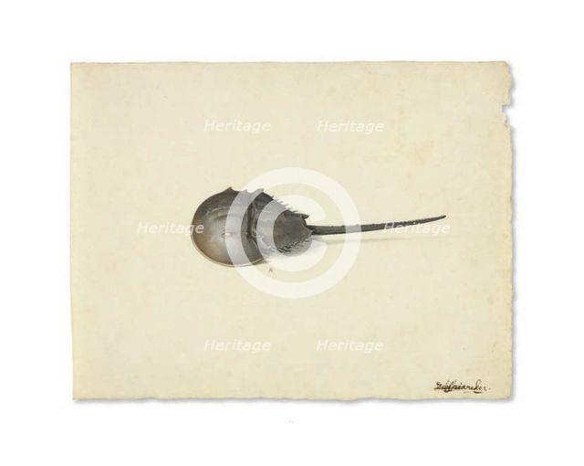 A Horseshoe Crab, n.d. Creator: Pieter Holsteyn the Younger.
