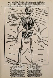 A human skeleton, seen from the front, with labels giving the latin names of the bones, 1517