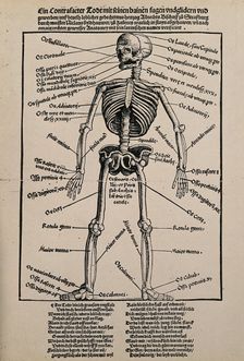 A human skeleton, seen from the front, with labels giving the latin names of the bones, 1517