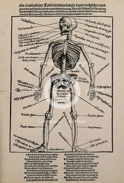 A human skeleton, seen from the front, with labels giving the latin names of the bones, 1517.
