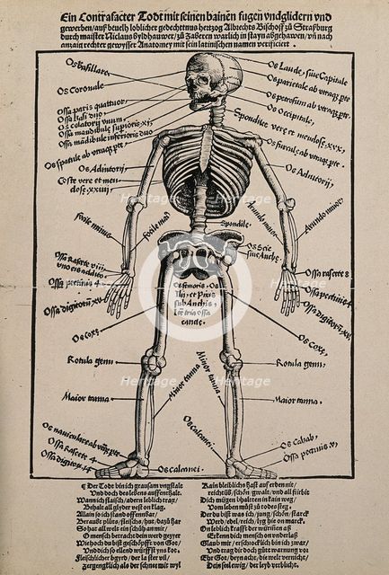 A human skeleton, seen from the front, with labels giving the latin names of the bones, 1517.