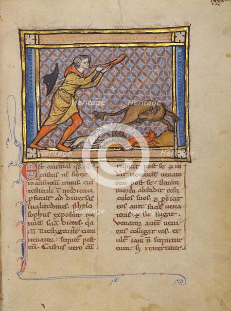 A Hunter and a Beaver; Bestiary, about 1270. Creator: Unknown.
