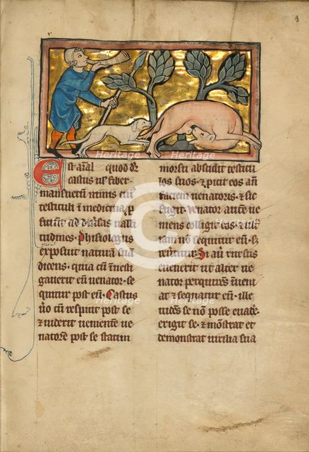 A Hunter and a Beaver; De Natura Avium; De Pastoribus et Ovibus; Bestiarium, 1277 or after. Creator: Unknown.