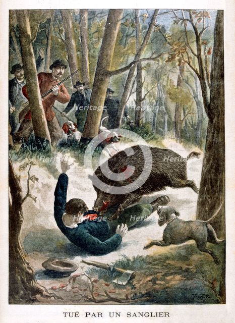 A hunter killed by a wild boar, 1901. Artist: Unknown