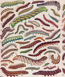 A Hundred Different Knds of Caterpillars of Butterflies and Moths 1935