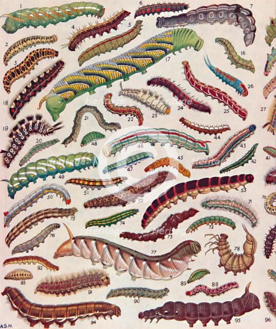 'A Hundred Different Knds of Caterpillars of Butterflies and Moths', 1935. Artist: Unknown.