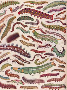 A Hundred Different Knds of Caterpillars of Butterflies and Moths 1935