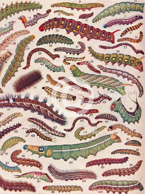 'A Hundred Different Knds of Caterpillars of Butterflies and Moths', 1935. Artist: Unknown.