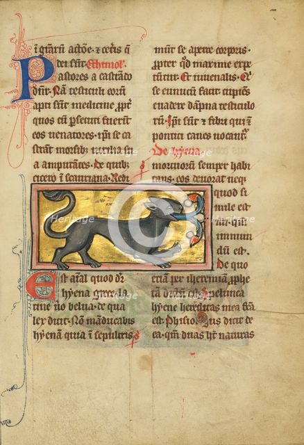A Hyena; De Natura Avium; De Pastoribus et Ovibus; Bestiarium, 1277 or after. Creator: Unknown.
