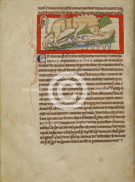 A Hyena; Northumberland Bestiary, about 1250-1260. Creator: Unknown.