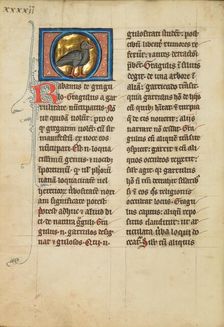 A Jackdaw; De Natura Avium; De Pastoribus et Ovibus, 1277 or after. Creator: Unknown