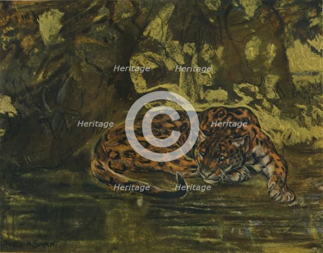 'A Jaguar', c1900. Artist: John MacAllan Swan.