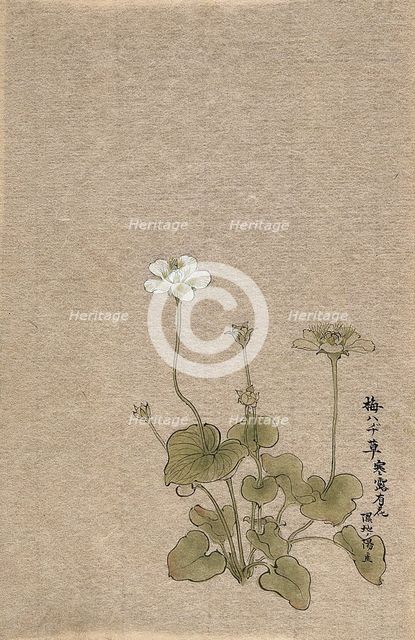 A Japanese flowering plant. Creator: Unknown.
