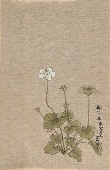 A Japanese flowering plant. Creator: Unknown