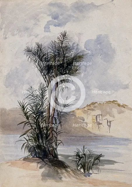 A jauari palm tree (Astrocaryum jauari Mart) growing on a river bank in Guyana, 1846. Creator: Edward Alfred Goodall.