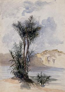 A jauari palm tree (Astrocaryum jauari Mart) growing on a river bank in Guyana, 1846. Creator: Edward Alfred Goodall