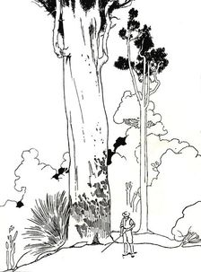 A Kauri Tree 1912. Artist: Charles Robinson