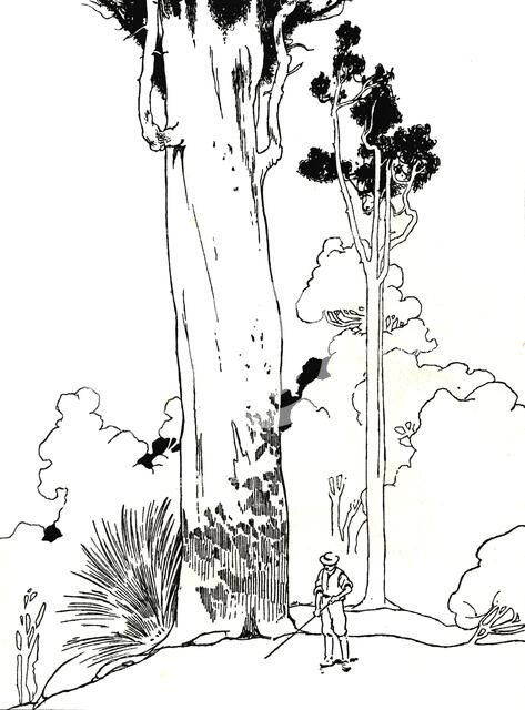 'A Kauri Tree', 1912. Artist: Charles Robinson.