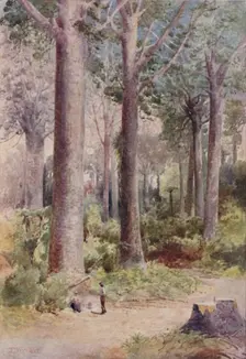 A Kauri Forest 1923. Creator: Unknown