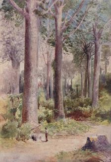 A Kauri Forest 1923. Creator: Unknown