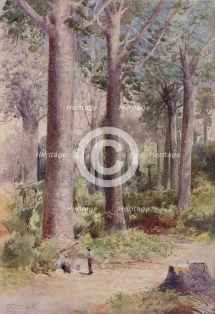 'A Kauri Forest', 1923. Creator: Unknown.