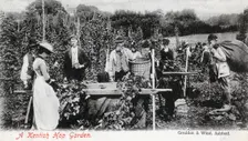 A Kentish hop garden, 1905.Artist: Goulden and Wind