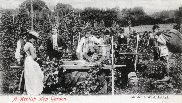 A Kentish hop garden, 1905.Artist: Goulden and Wind