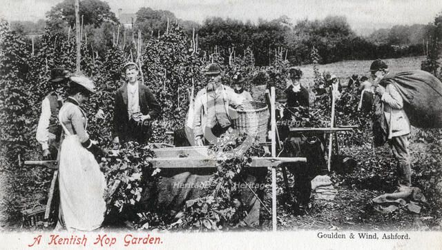 A Kentish hop garden, 1905.Artist: Goulden and Wind