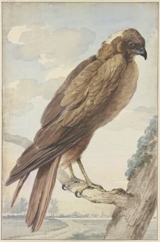 A kite, 1755. Creator: Aert Schouman