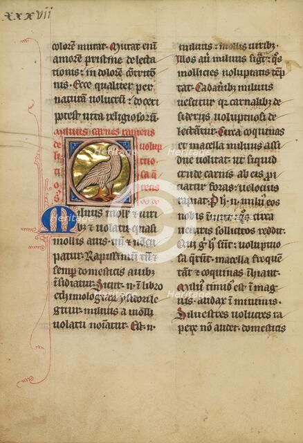 A Kite (Bird); De Natura Avium; De Pastoribus et Ovibus, On the Soul, 1277 or after. Creator: Unknown.