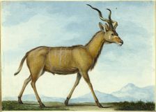 A Kudu, n.d. Creator: Nicholas Huet II