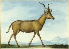 A Kudu, n.d. Creator: Nicholas Huet II