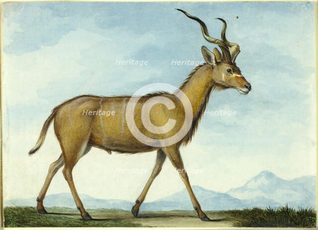 A Kudu, n.d. Creator: Nicholas Huet II.