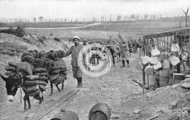 'A L'arriere de Verdun; D'utiles auxiliaires a quatre pattes: les petits anes..., 1916 (1924) Creator: Unknown.