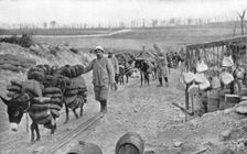 A L'arriere de Verdun; D'utiles auxiliaires a quatre pattes: les petits anes..., 1916 (1924) Creator: Unknown
