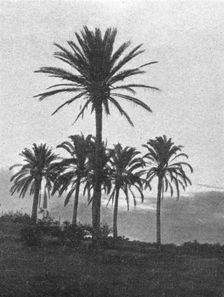 'A la lisiere du desert en Tripolitaine; Le Nord-Est Africain 1914. Creator: Unknown