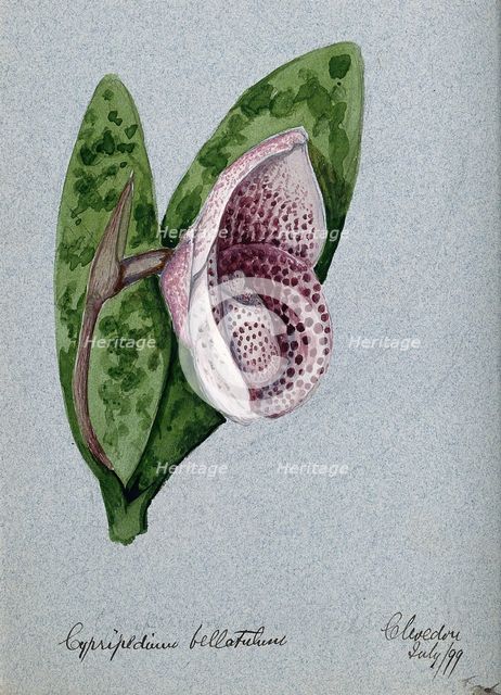 A lady's slipper orchid (Cypripedium bellatulum): flowering stem, 1899. Creator: Unknown.