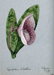 A lady's slipper orchid (Cypripedium bellatulum): flowering stem, 1899. Creator: Unknown