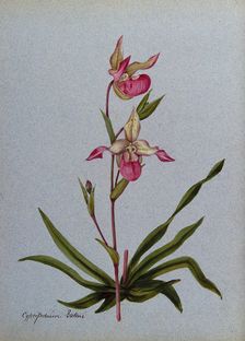 A lady's slipper orchid (Cypripedium Sedeni): flowering stem. Creator: Unknown