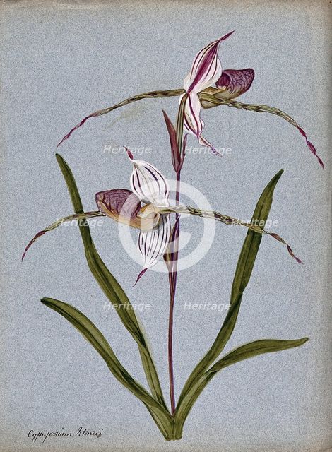 A lady's slipper orchid (Cypripedium Stoneii): flowering stem. Creator: Unknown.