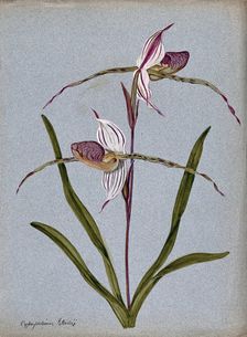 A lady's slipper orchid (Cypripedium Stoneii): flowering stem. Creator: Unknown